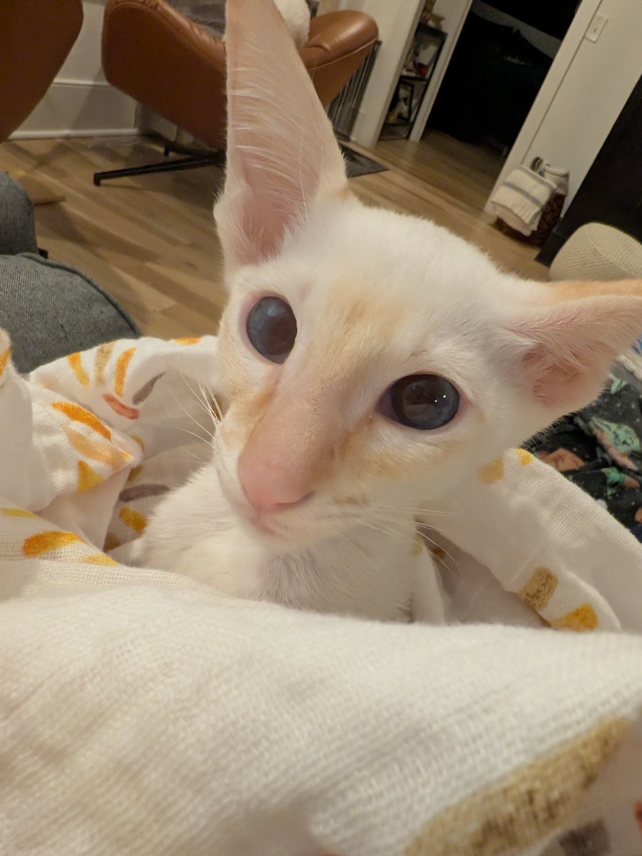 got wrapped up in a towel situation. not mad about it.