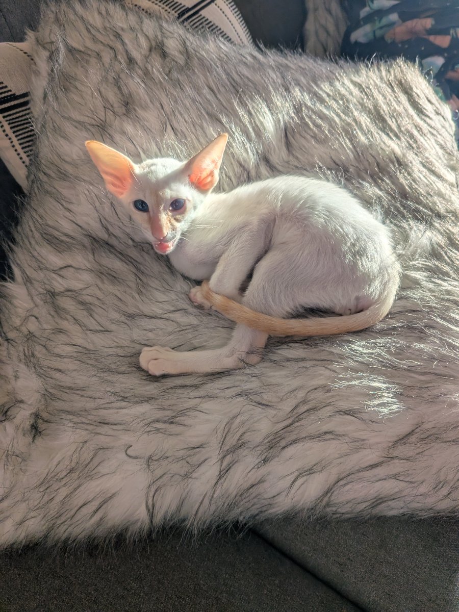 caught mid-lick in the fancy blanket zone