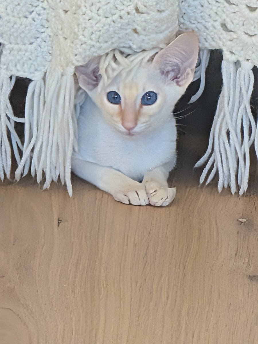 found a new cave. the fringe tickles my ears but i'm staying.