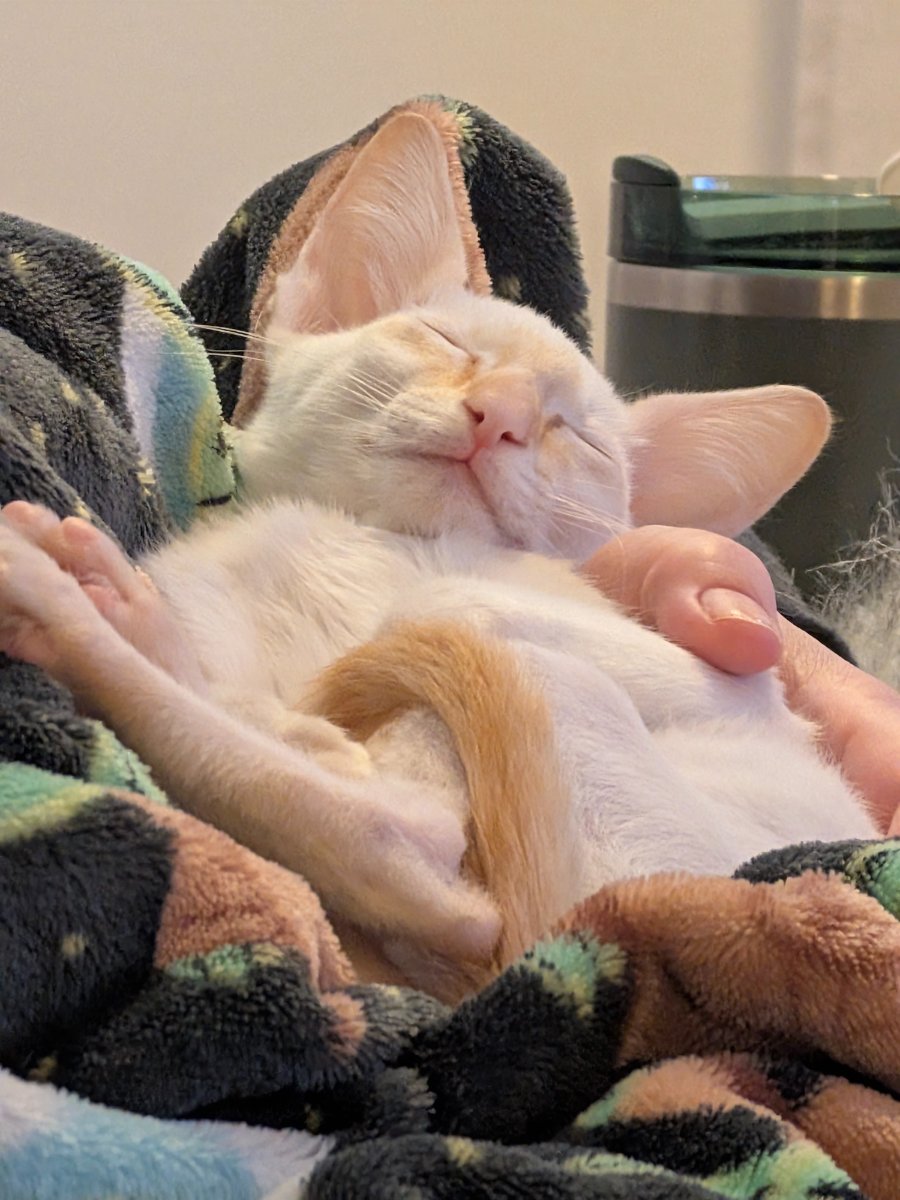 found the perfect nap angle. science.