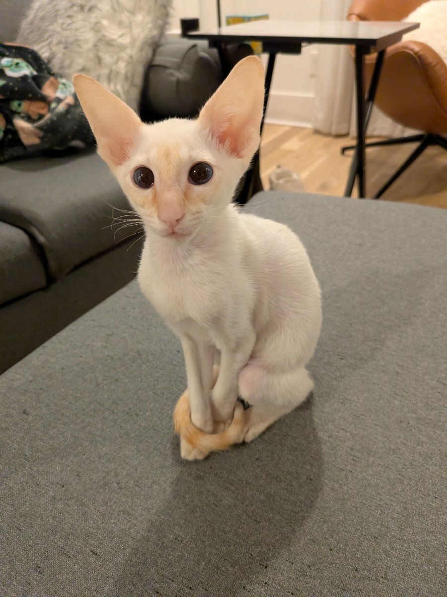 heard my name from across the room and showed up in 0.3 seconds.