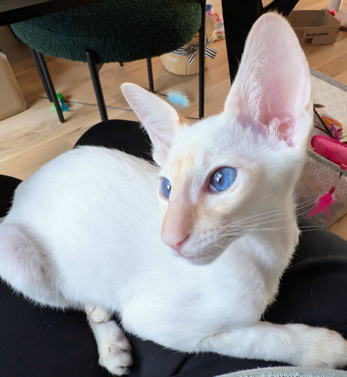 turns out these ears pick up everything, including conversations i wasn't supposed to hear