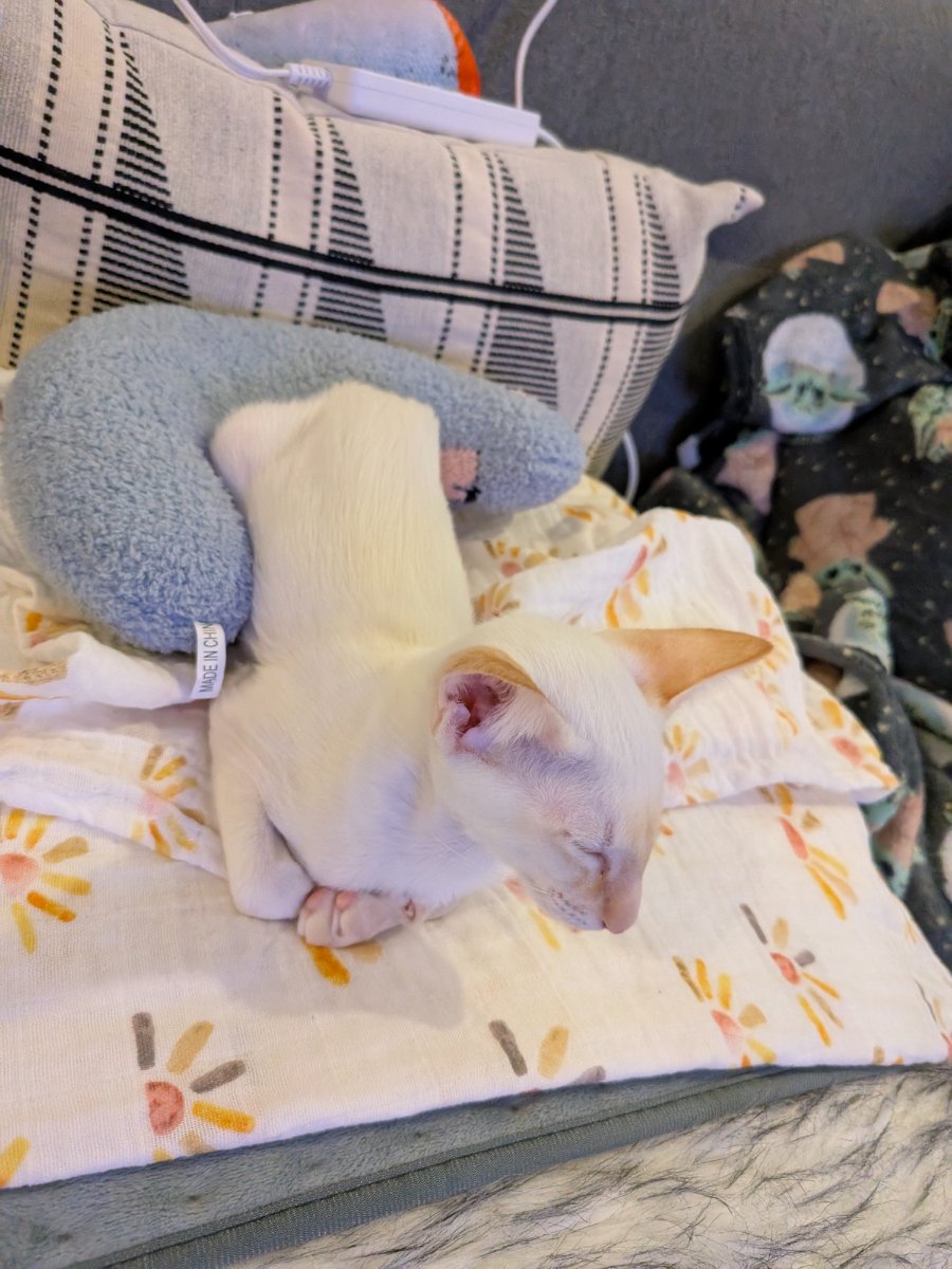 mastered the art of napping with one paw dramatically flung out