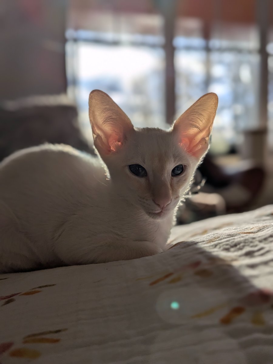 the light hit my ears just right and now i'm a glowing satellite dish