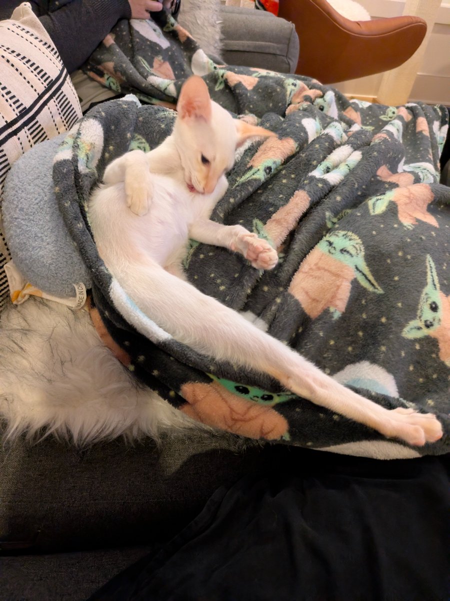 this is my lap now. all of it.