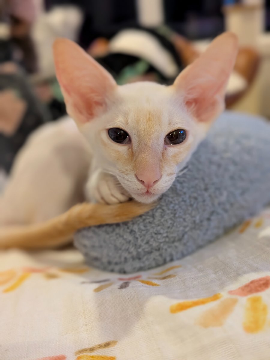 caught mid-thought. it was about treats.