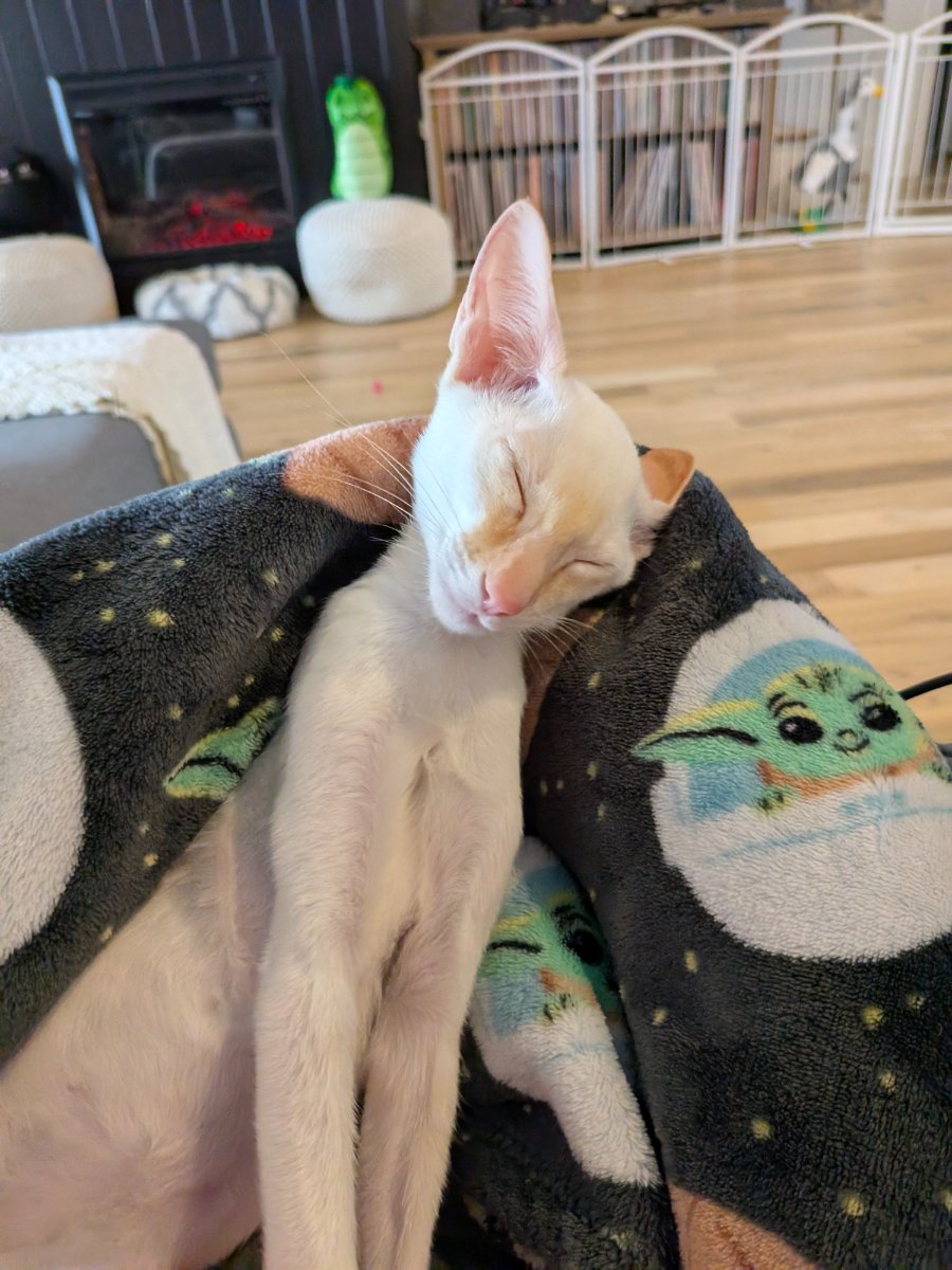 got a blanket with my vibe on it. respect.