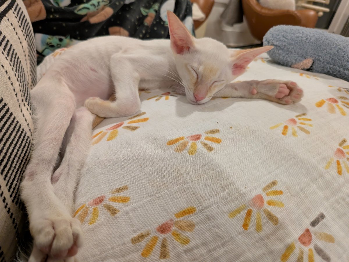 claimed this pillow during a very important meeting. no i will not be taking questions.