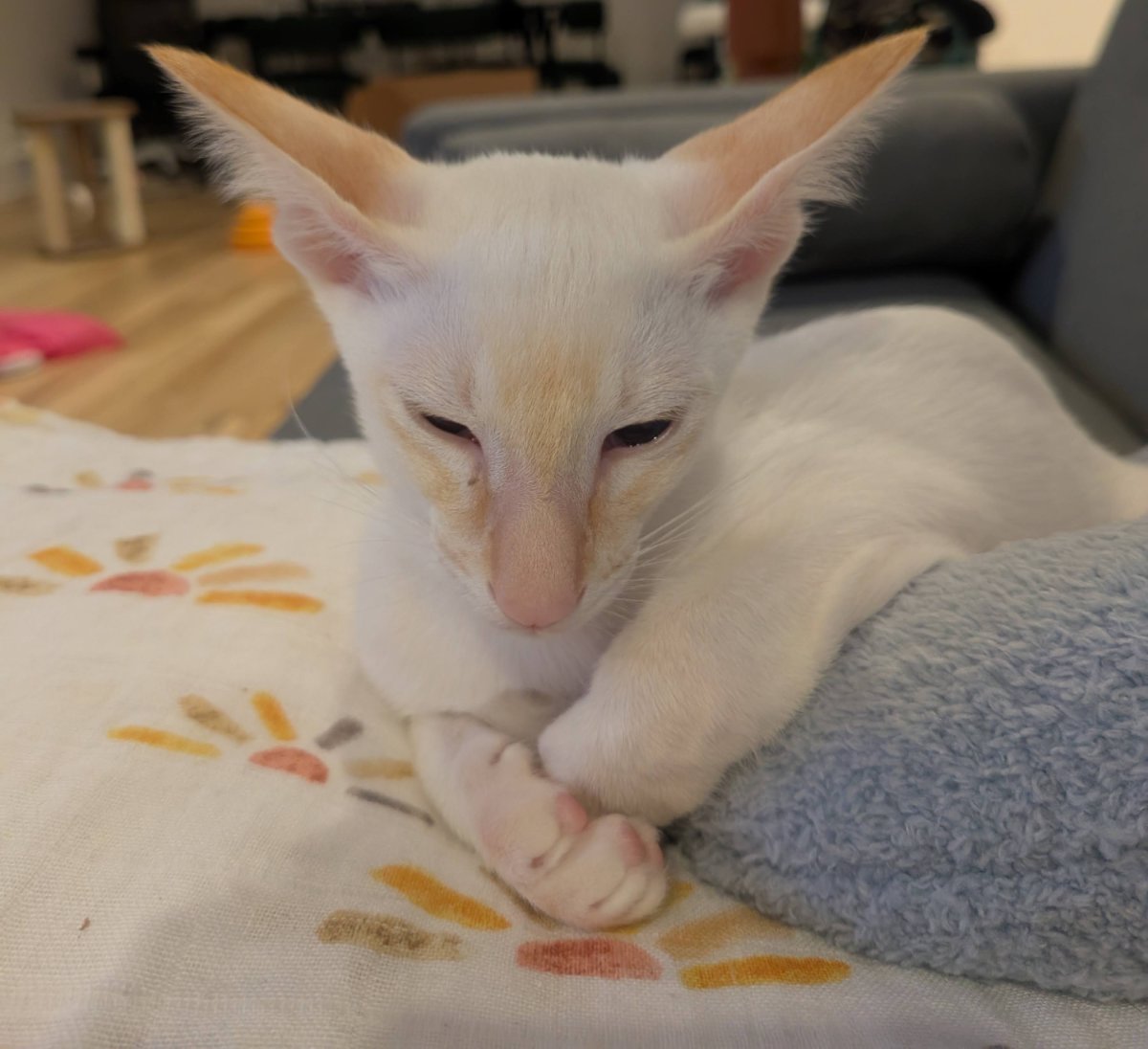 contemplating my life choices on this feather blanket.