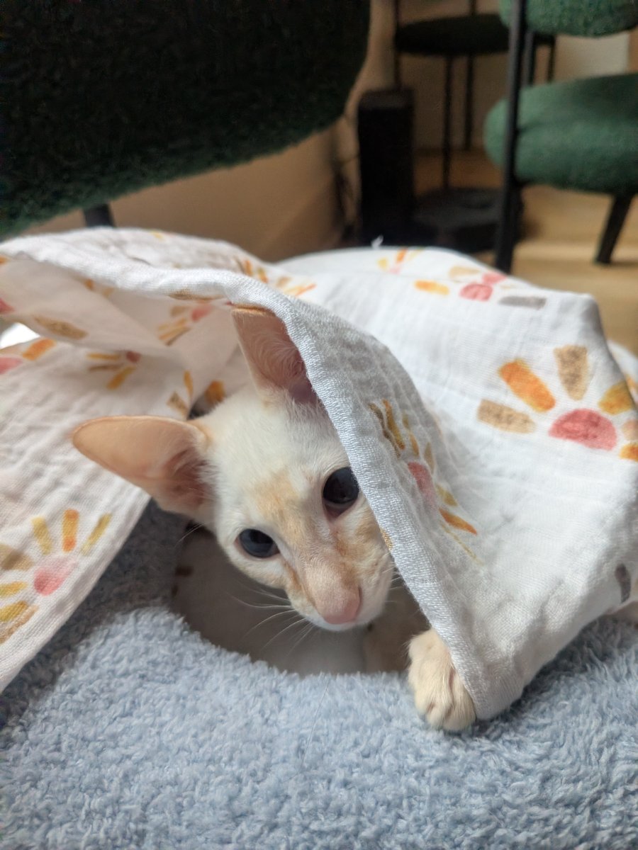 found the perfect blanket burrito setup and i'm not moving until dinner.