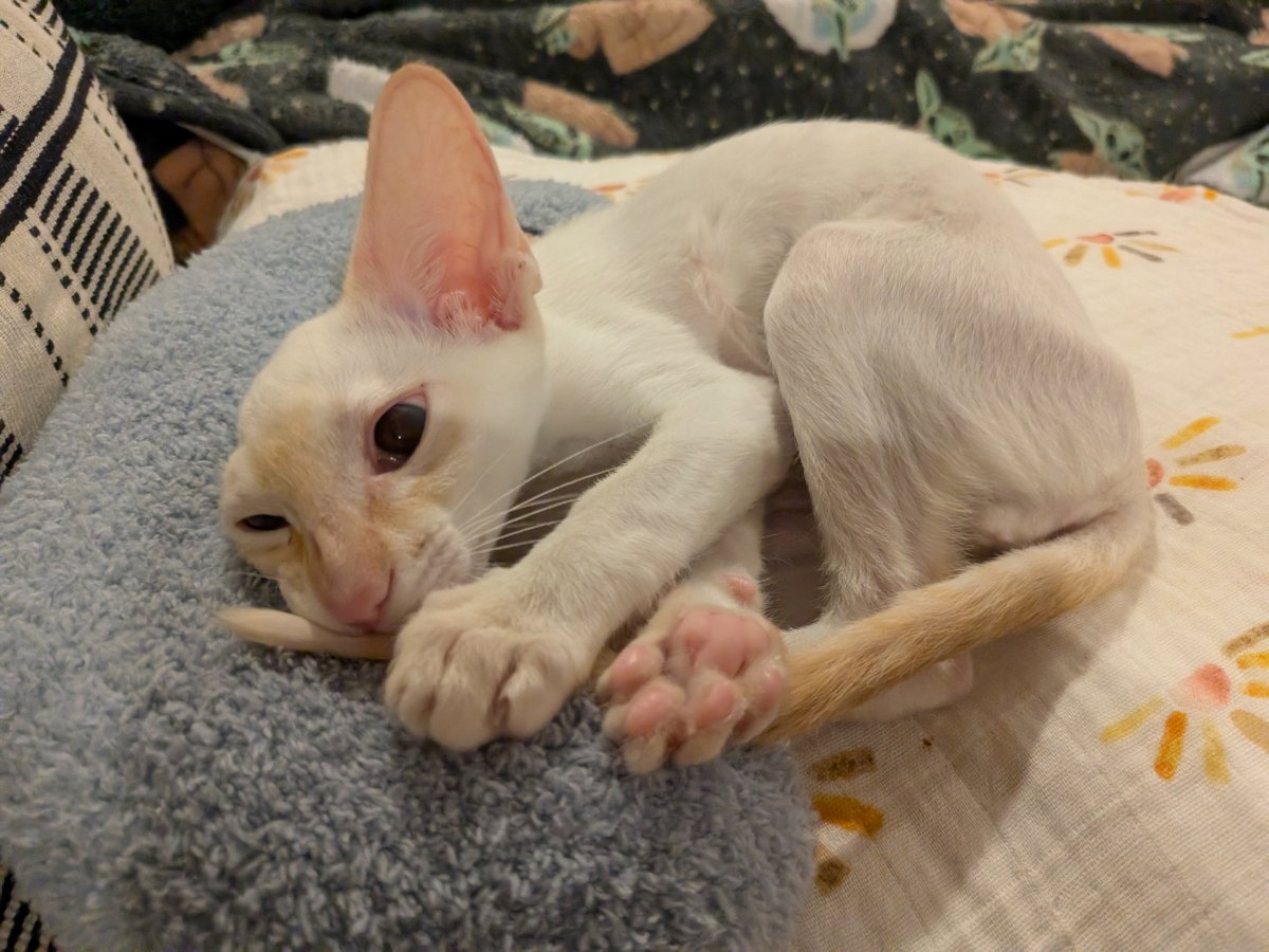 turns out being adorable is exhausting work