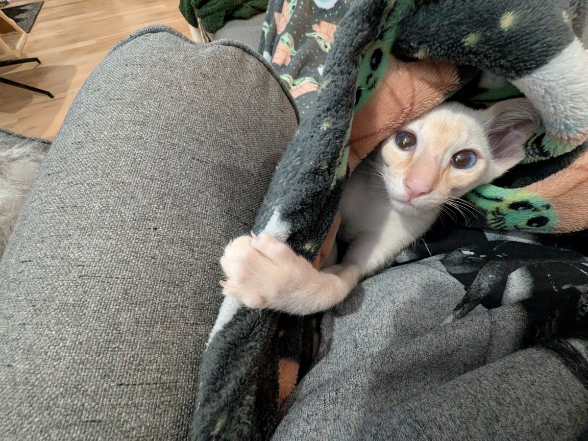 found the perfect blanket cave and i'm not coming out.