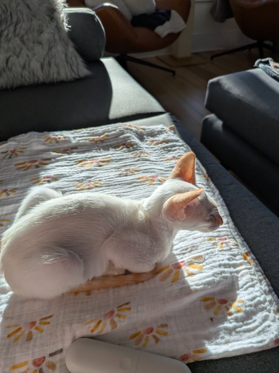 found the perfect blanket-to-couch sunbeam ratio. not moving.