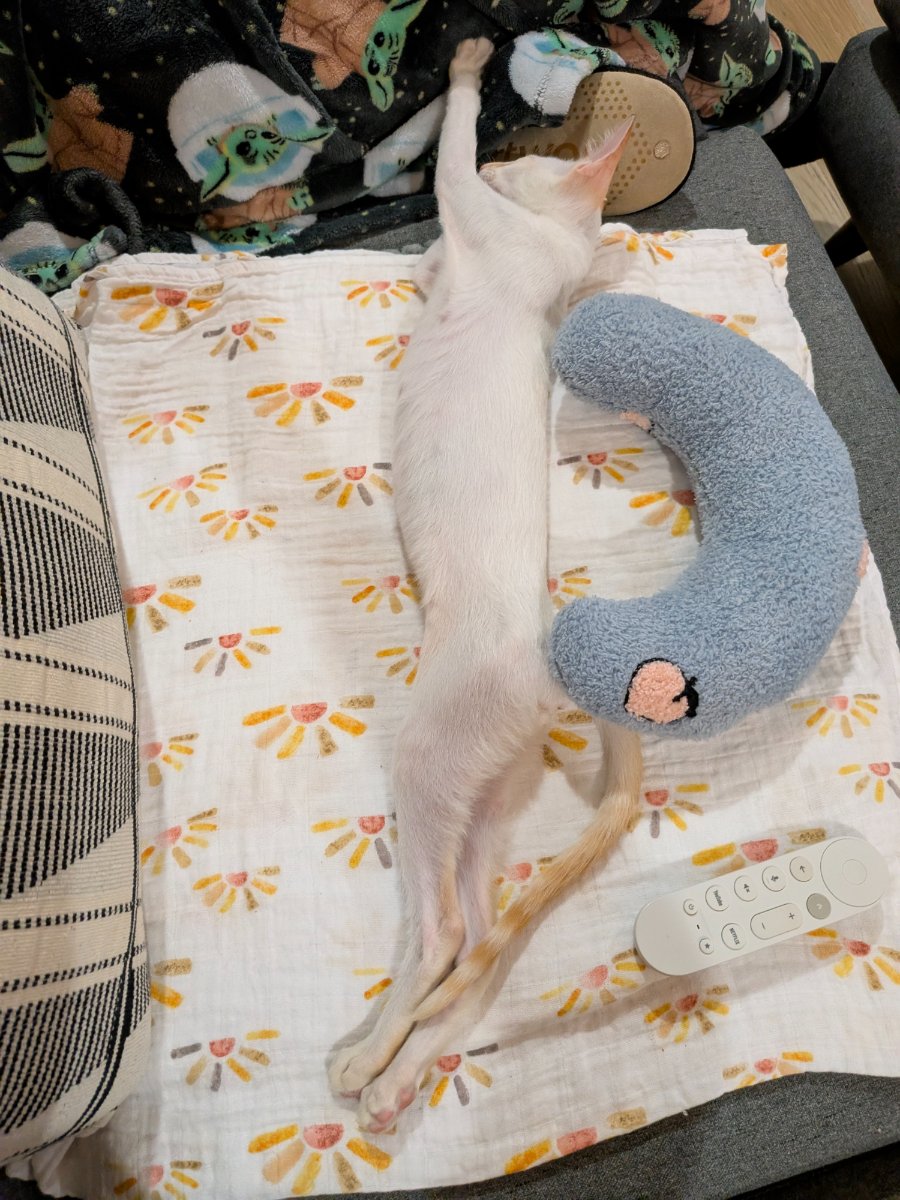 belly up, toys ignored, living my best life.