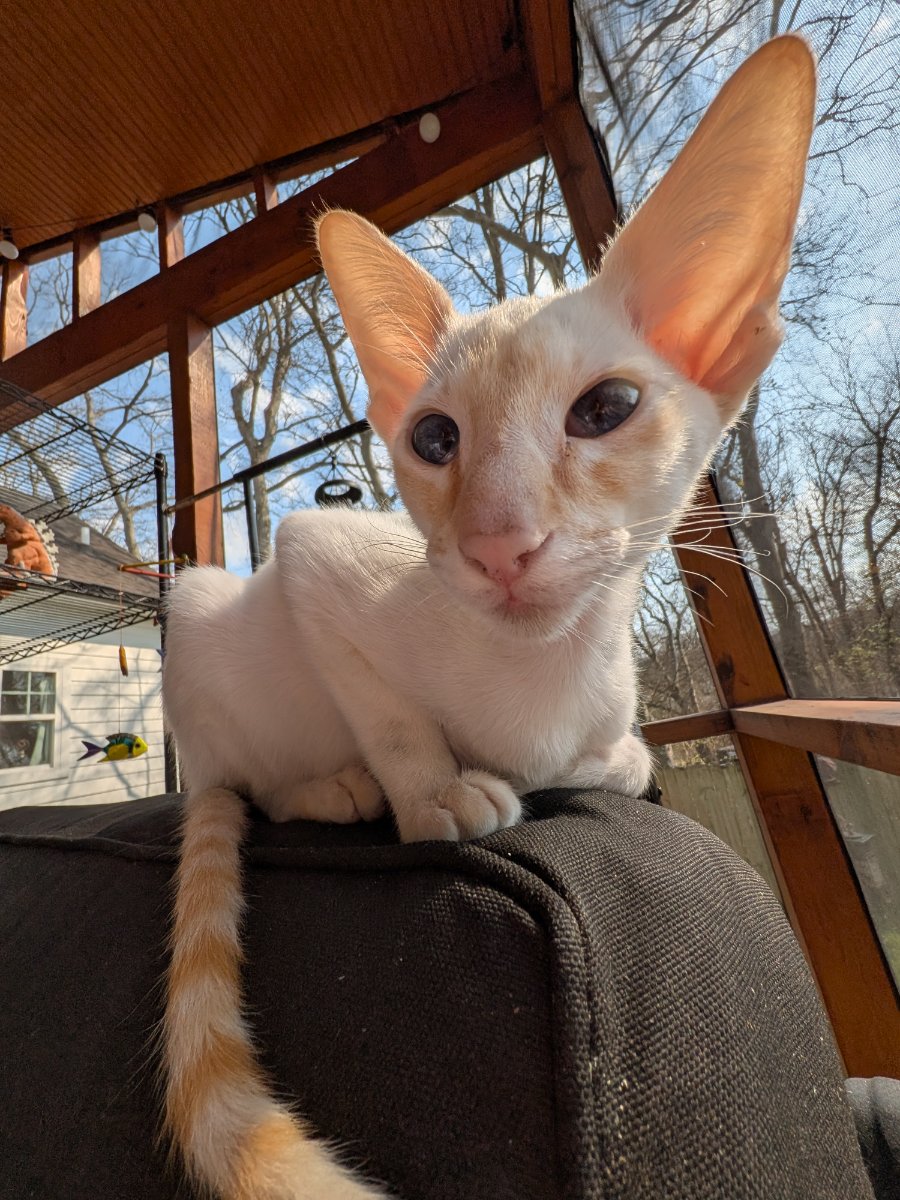 claimed the highest point on the catio. pretty sure that makes me in charge now.