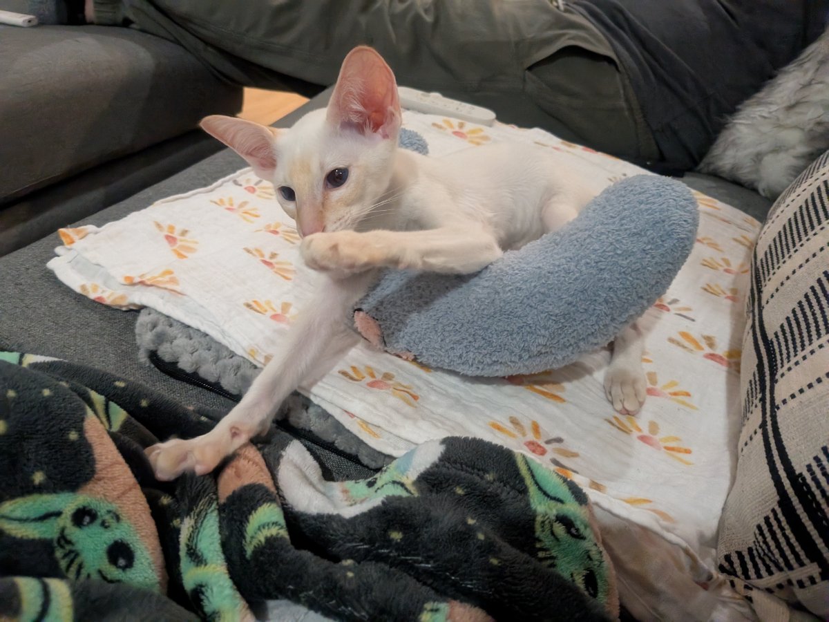 claimed this blanket nest and every fuzzy thing in a three-foot radius.