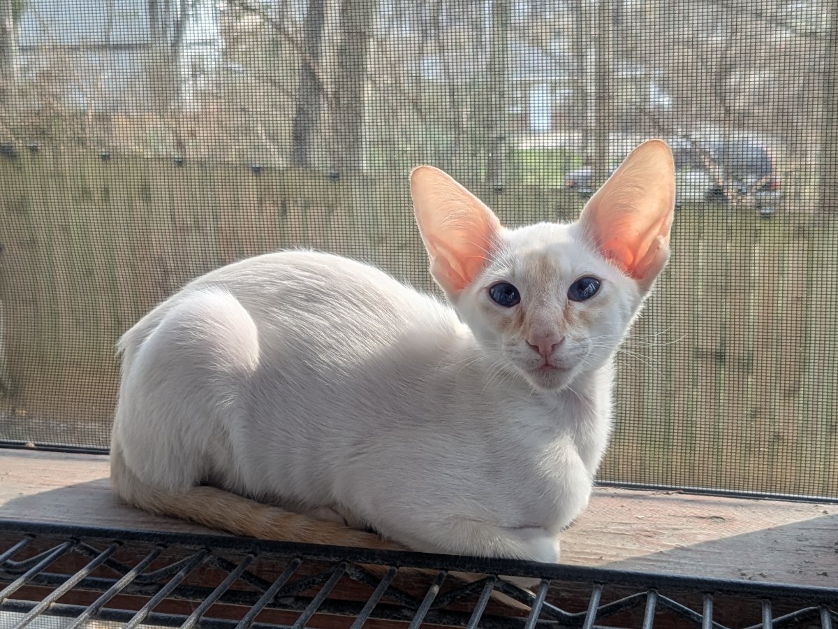 claimed this porch spot. it's warm and has a view. not sharing.