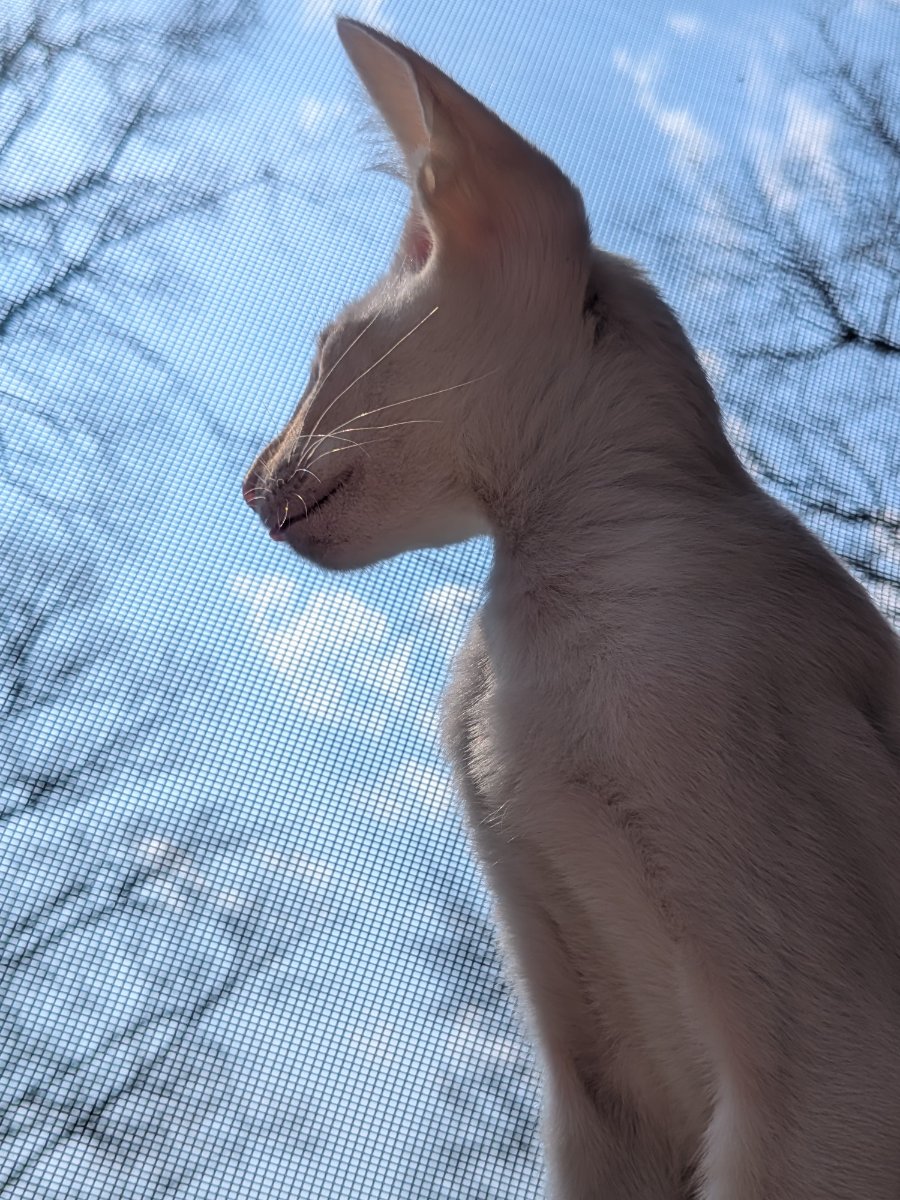 contemplating important kitten business from my blue blanket headquarters.