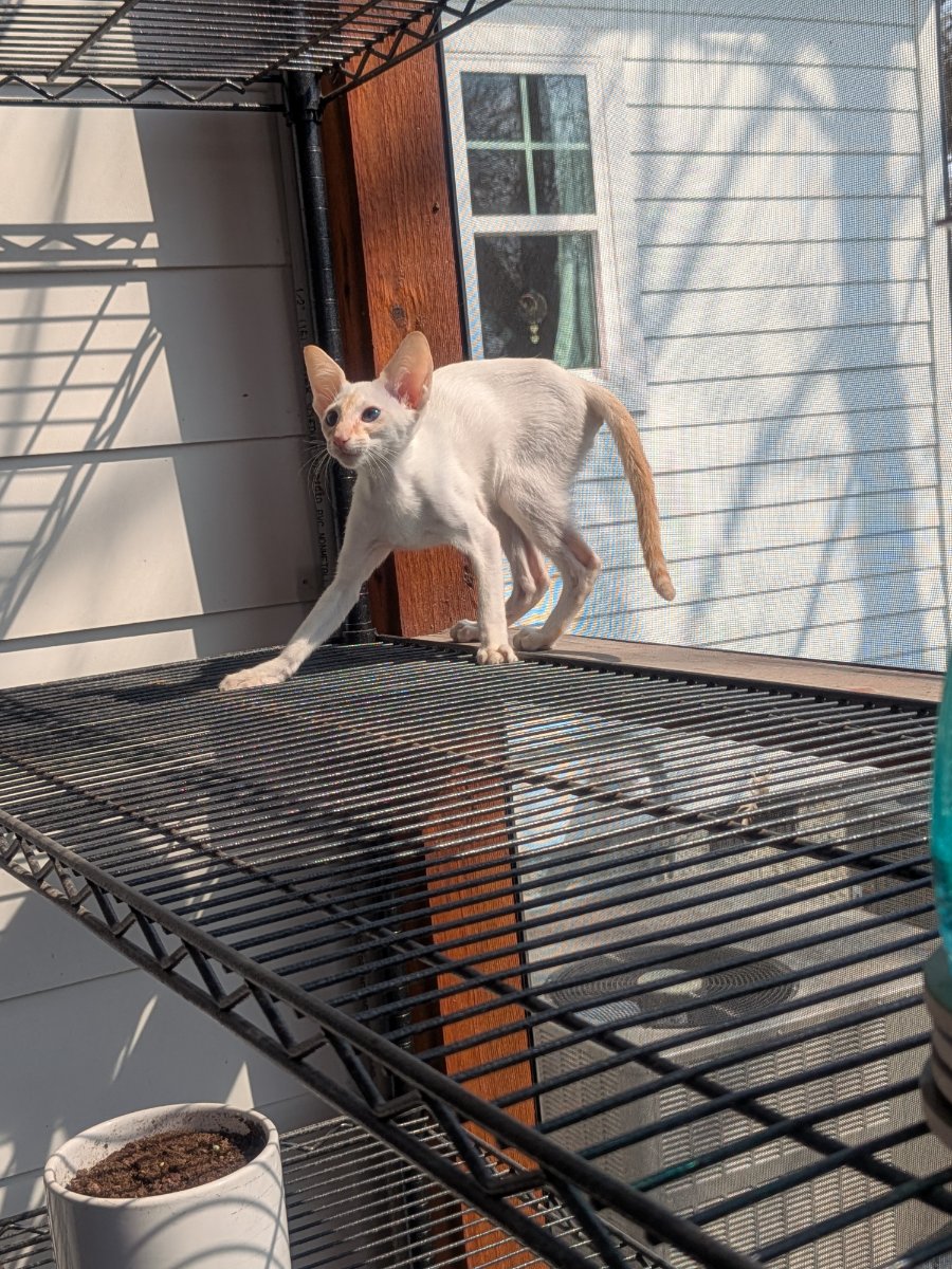discovered the catio today. pretty sure i own this now.