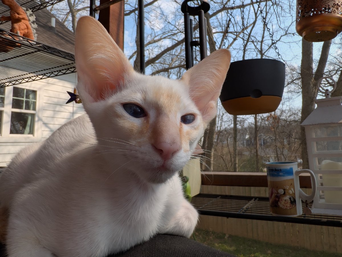 got real close to the camera. the humans seemed surprised. not sure what they expected.