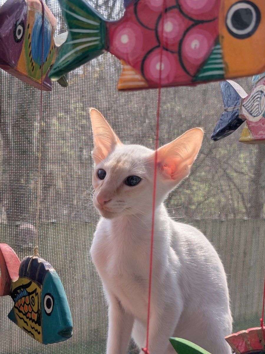 the fish can't escape the screen but i'm still supervising just in case