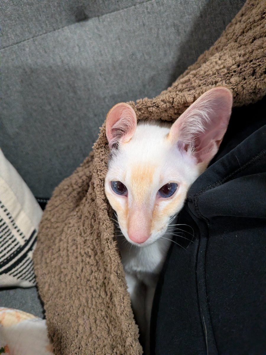 found the perfect spot wedged between a human and a fuzzy blanket.