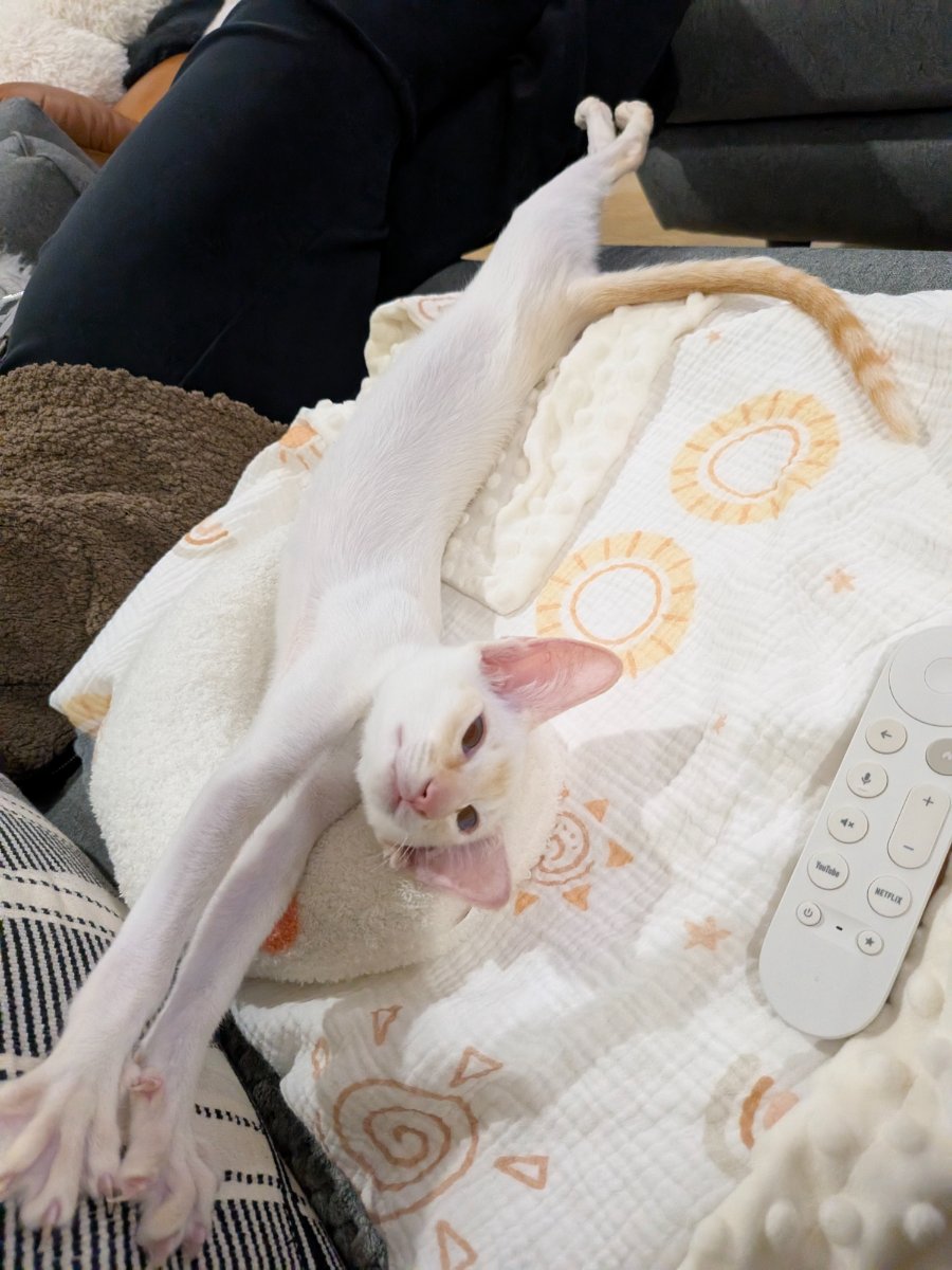 claiming the remote means i'm in charge of movie night, right?