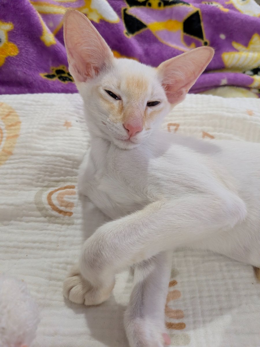 caught mid-thought about whether i should knock something off the counter later