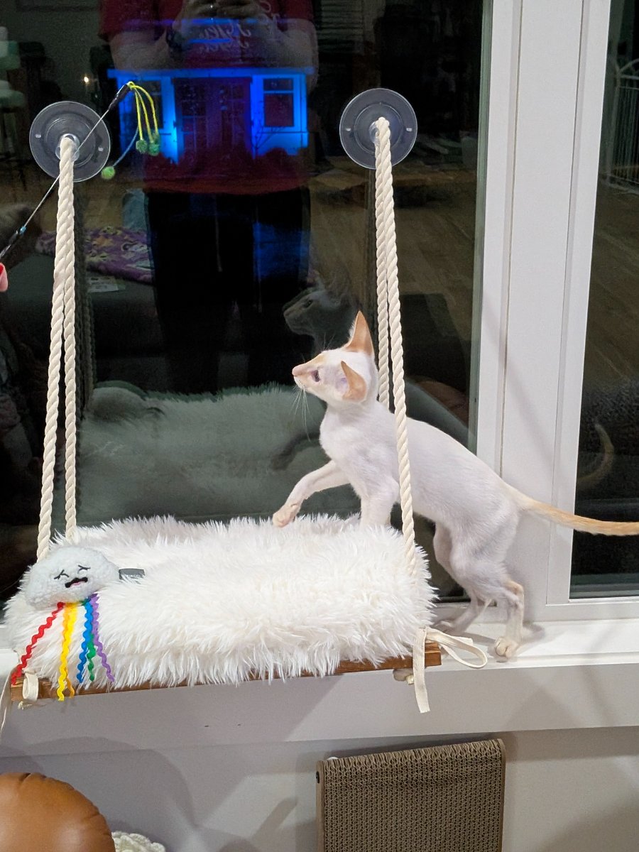 the humans built me a swing. i'm conducting quality control tests.