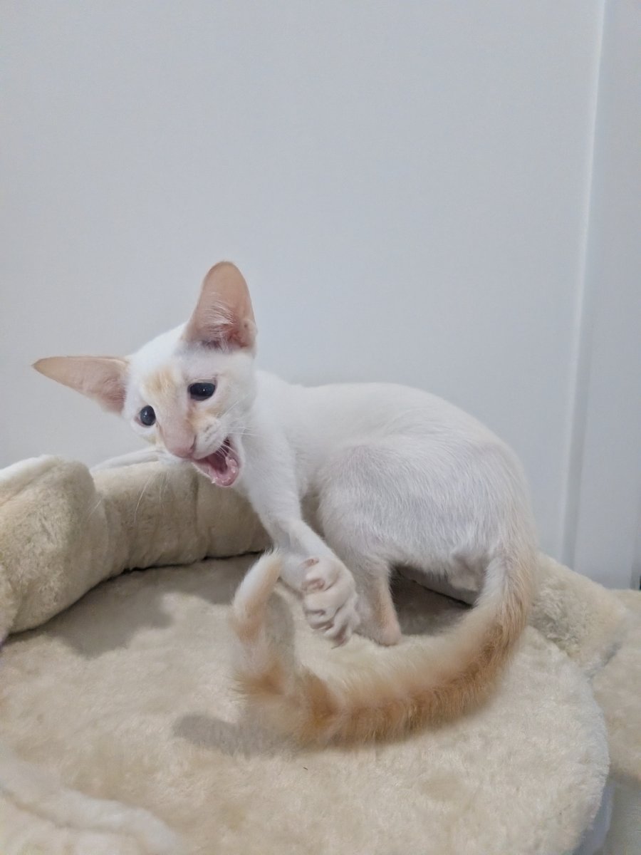 caught mid-yawn but make it look intentional