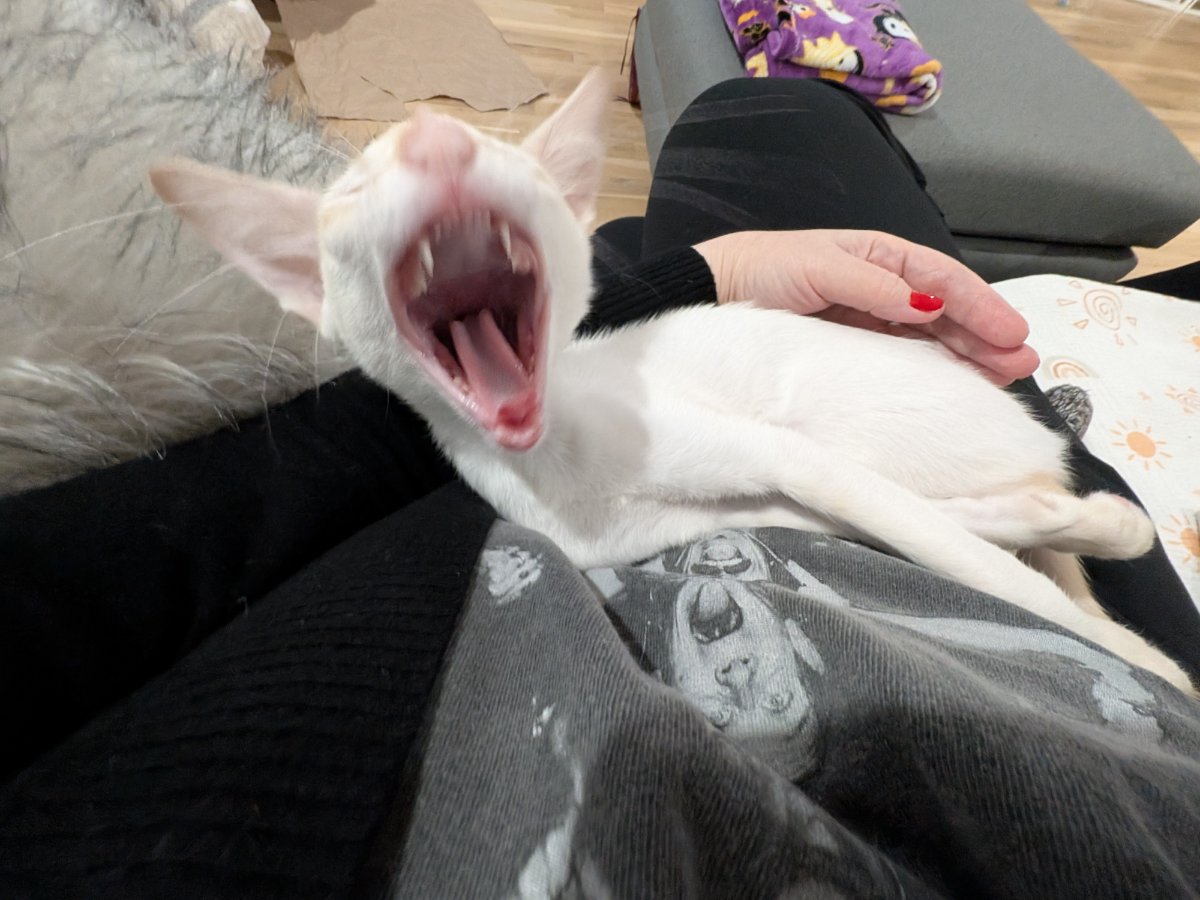 mid-yawn caught on camera. this is why i don't do photoshoots.