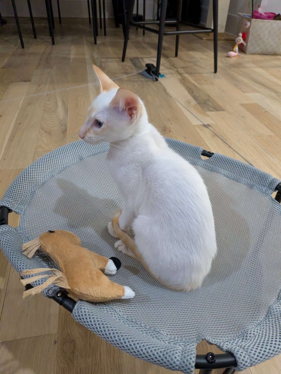 claimed this trampoline and defeated the horse in battle.