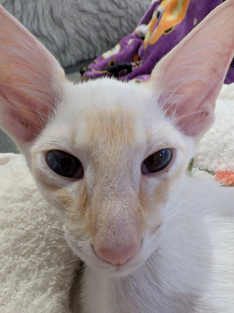 got my close-up angle down. call it blue steel but make it cream point.