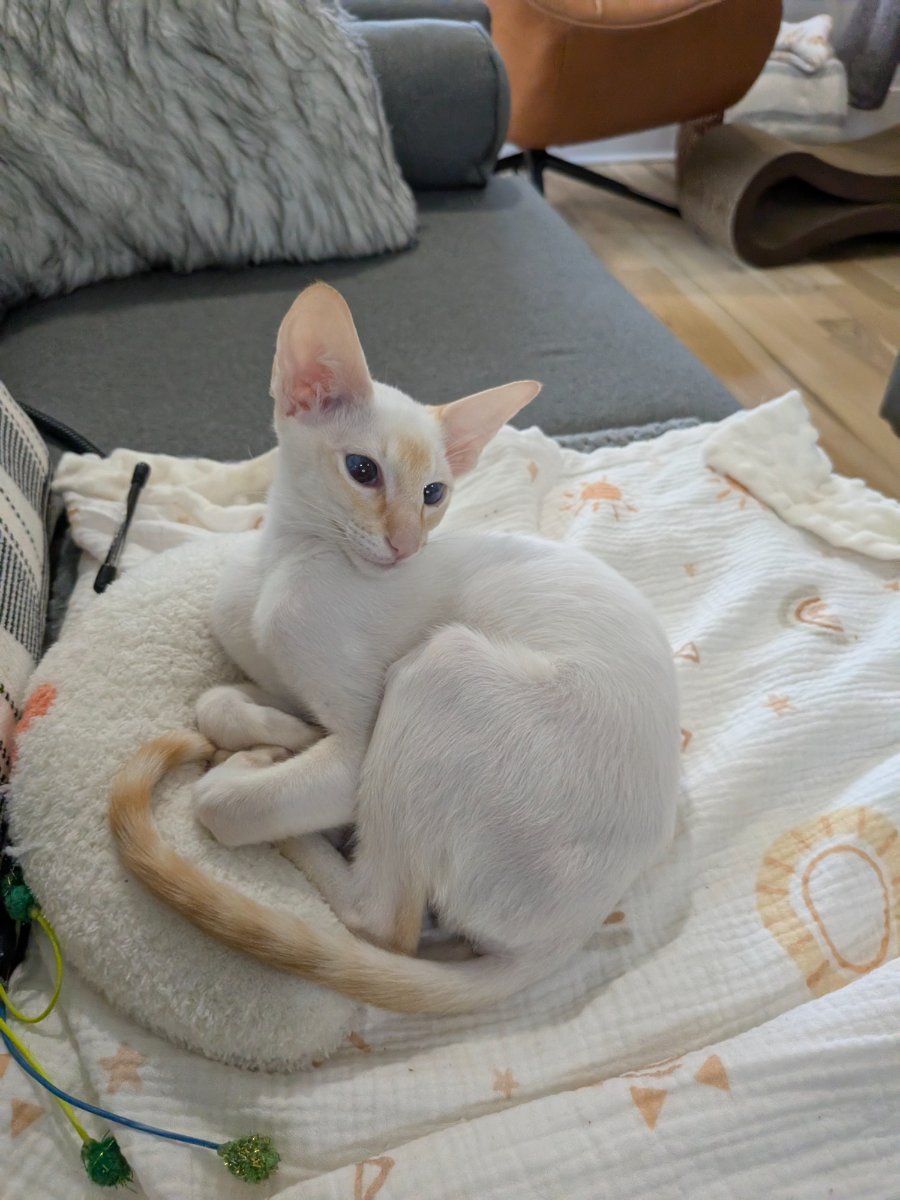 found the softest spot in the entire house and i'm not moving.