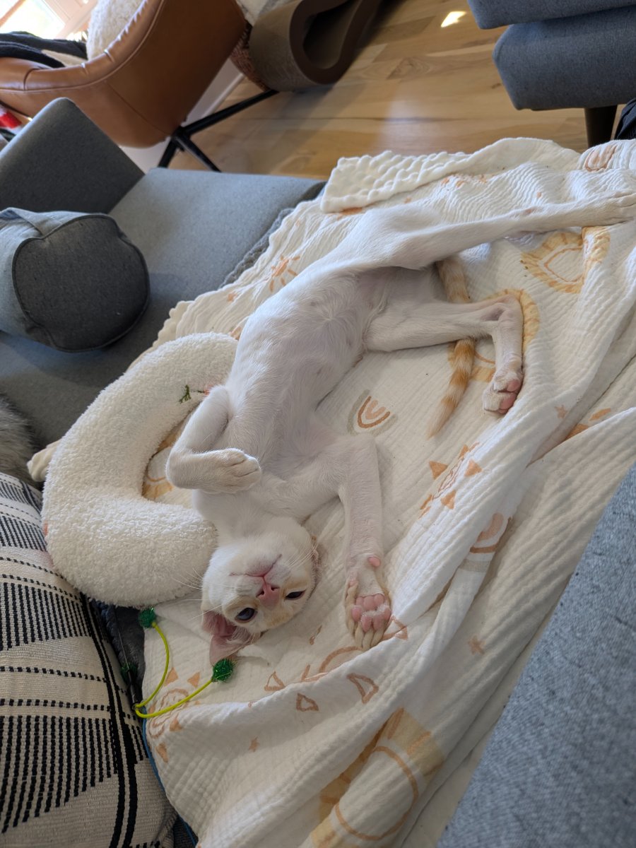 perfected the dramatic belly-up lounging position. took several hours of practice.