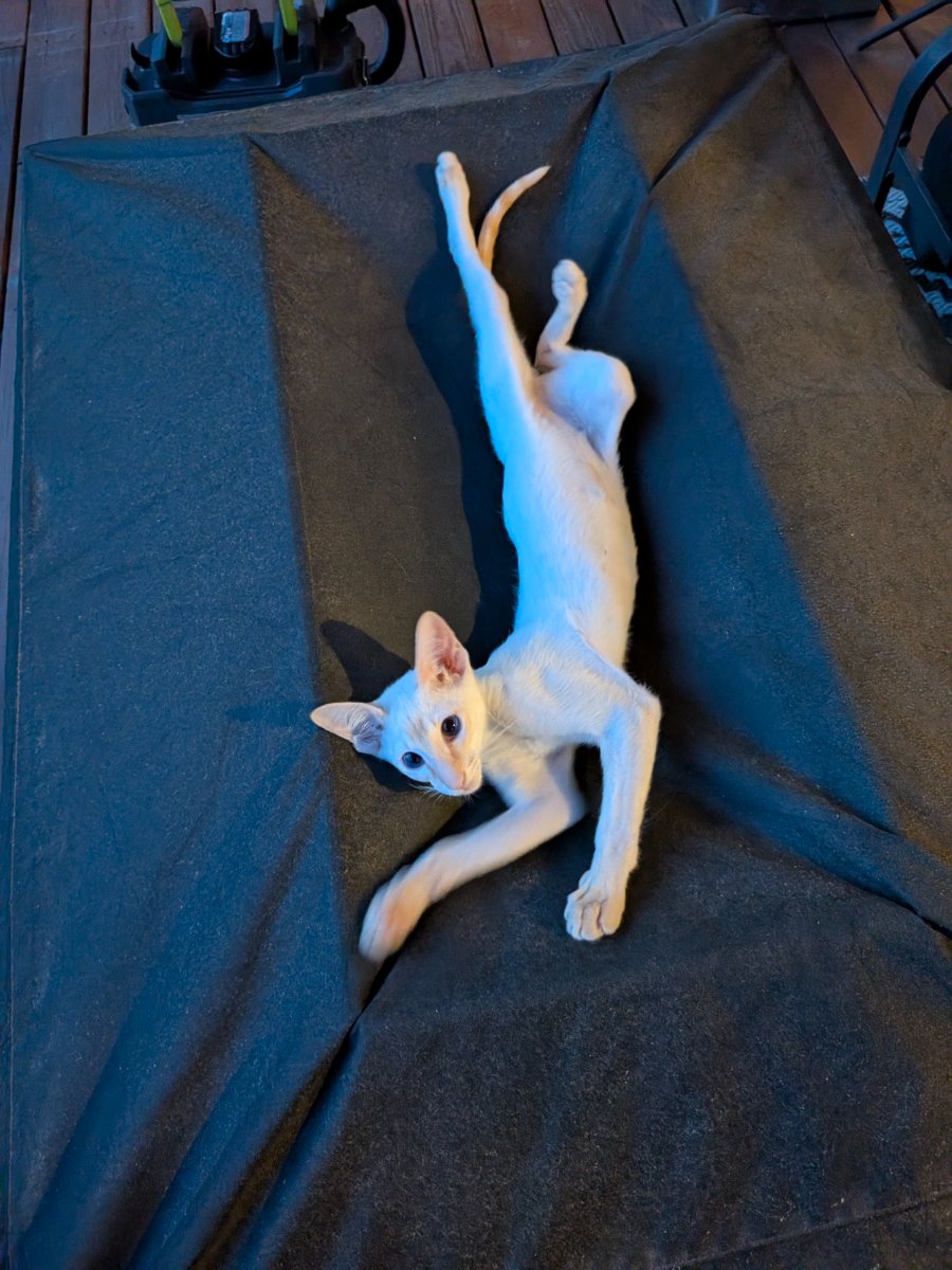 claiming this lounge chair with my whole body because subtle doesn't work around here