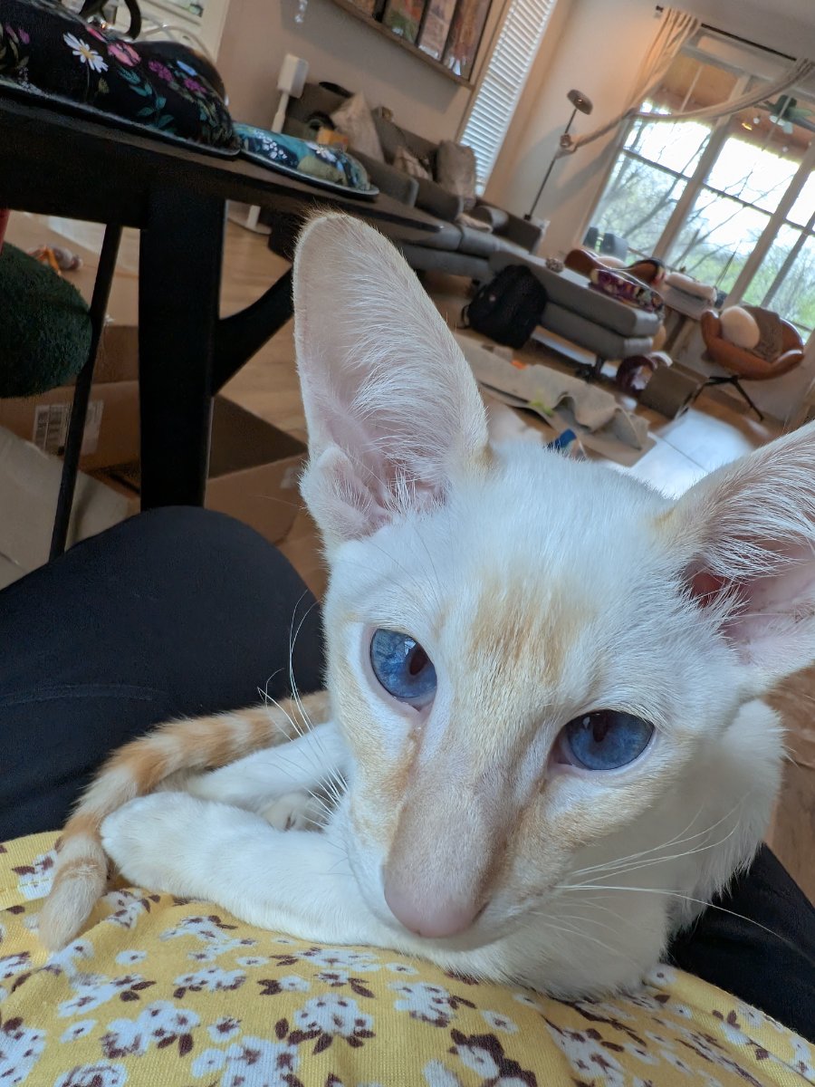 claiming this chair before anyone else gets ideas