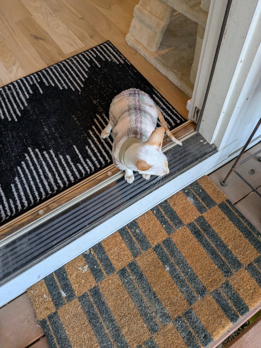 greeting committee of one. well, one and a half if you count my tail.