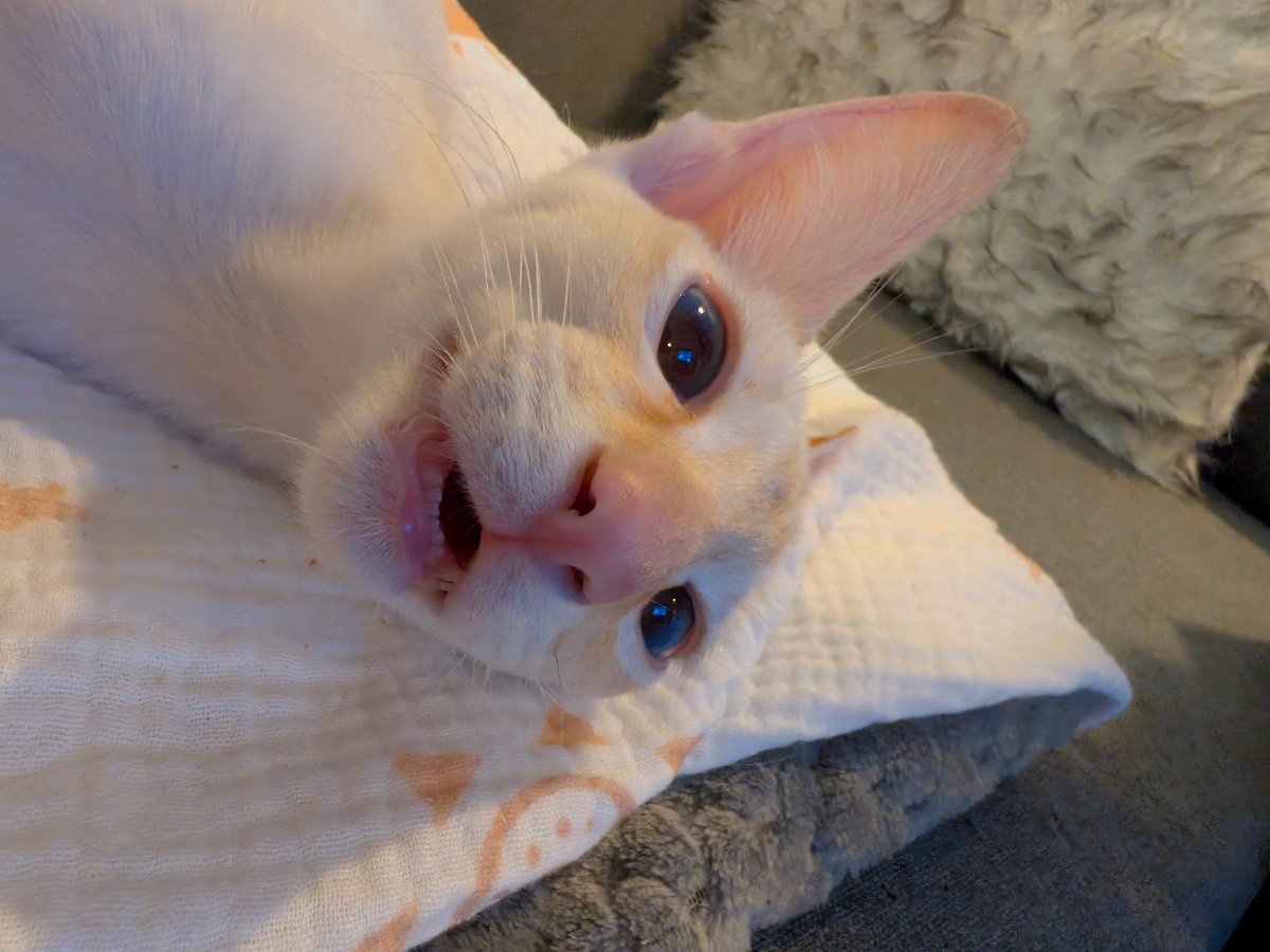 perfected the upside-down head tilt. you're welcome.