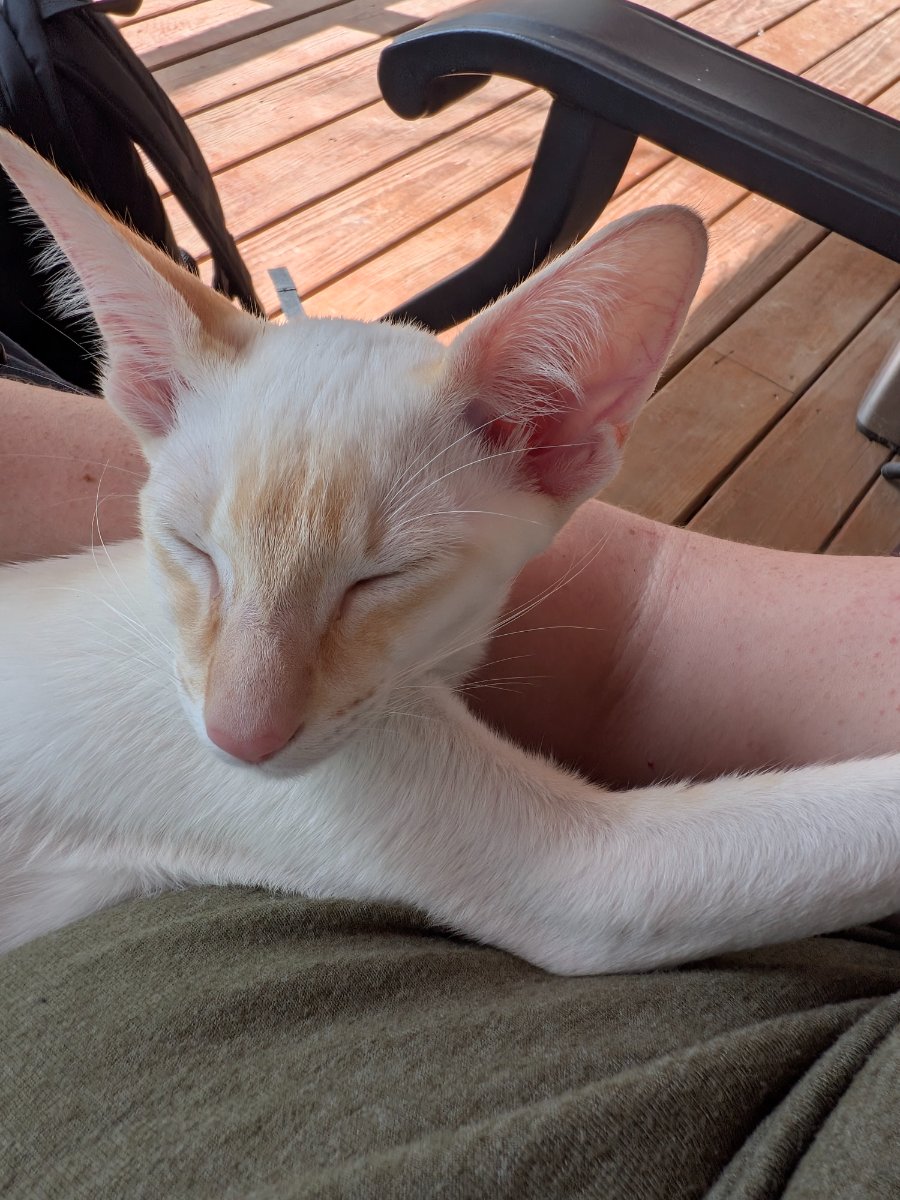 found the best lap on the deck. not moving.