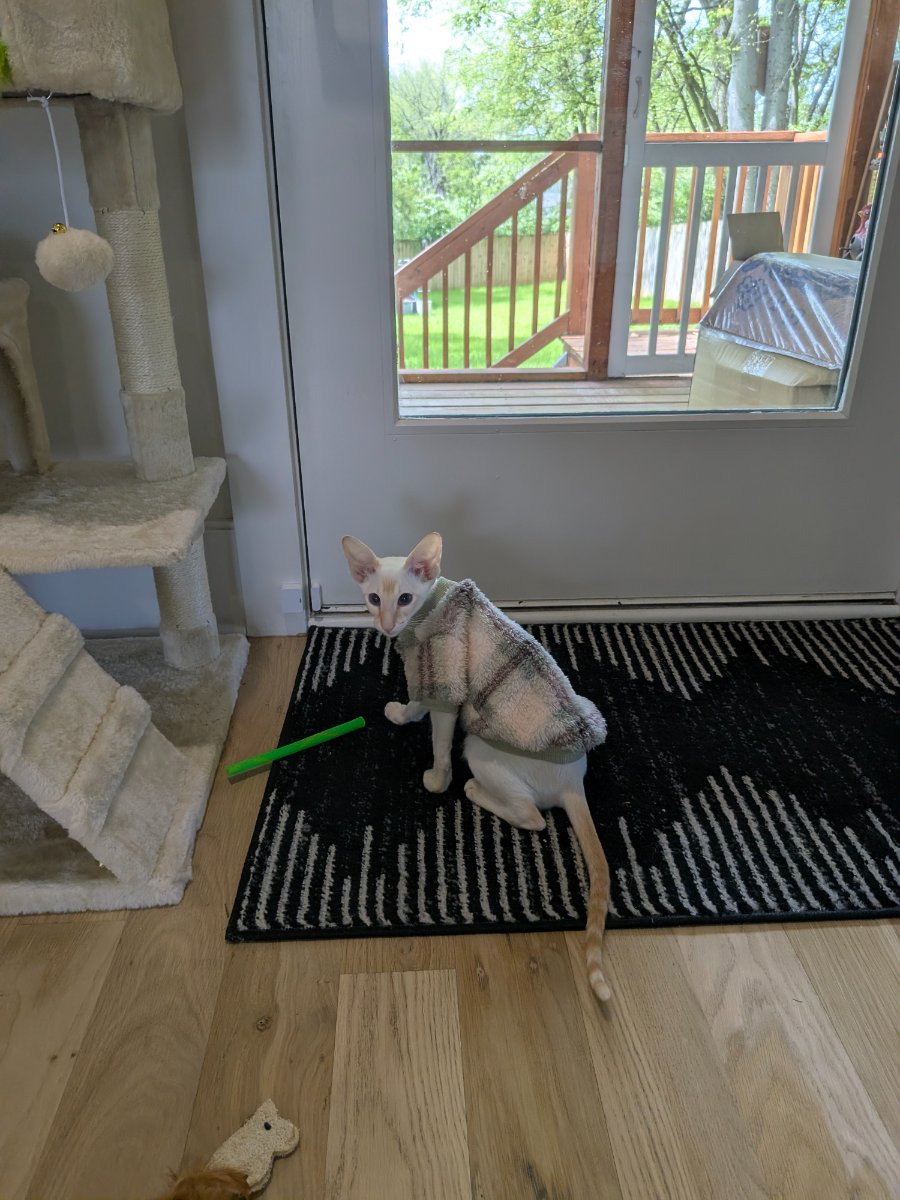 defending my turf from outdoor intruders (mostly birds)