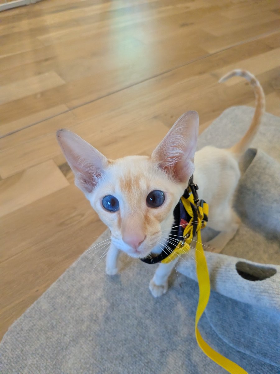they put a leash on me like i'm some kind of dog. the audacity.