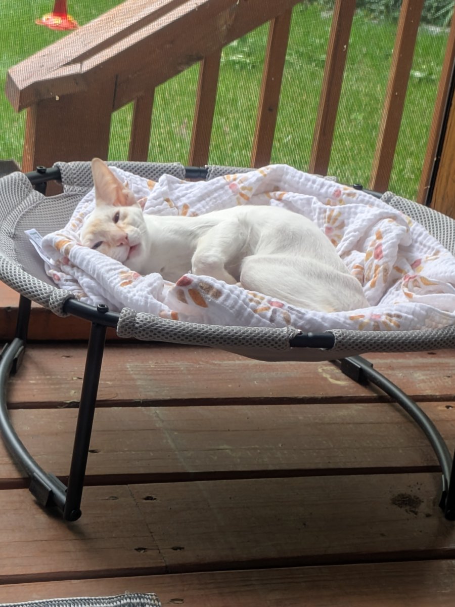 they put my bed outside and now i'm never going back in