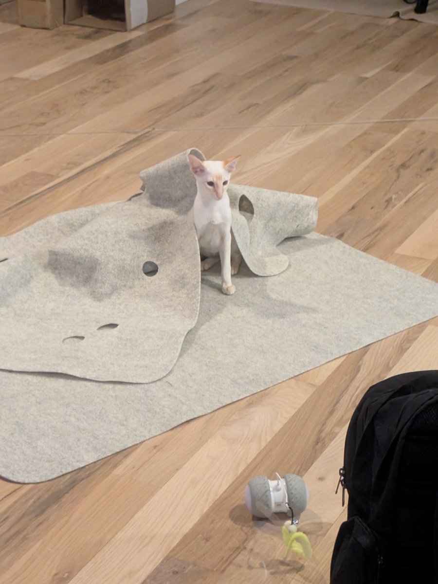 conquered the activity mat. pretty sure i'm too advanced for this thing now.