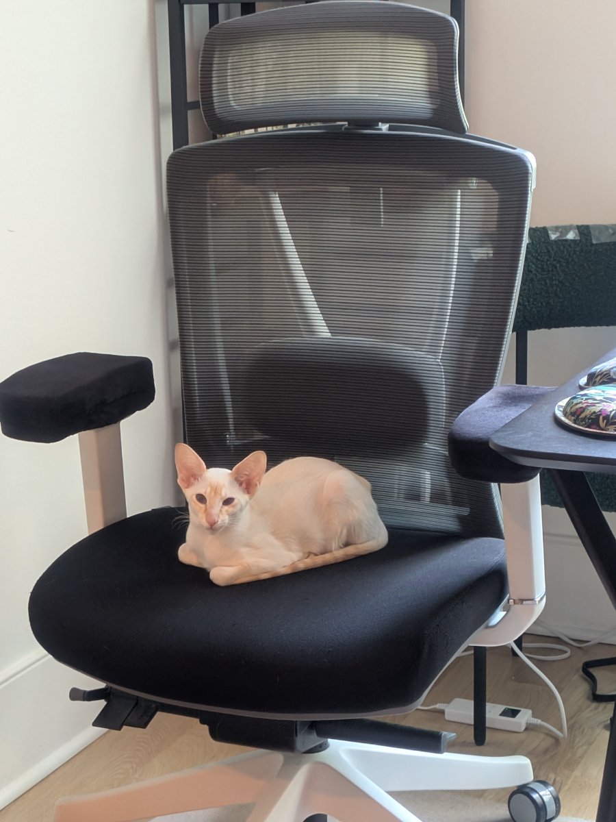 took over the human's work chair. she can stand for a while.