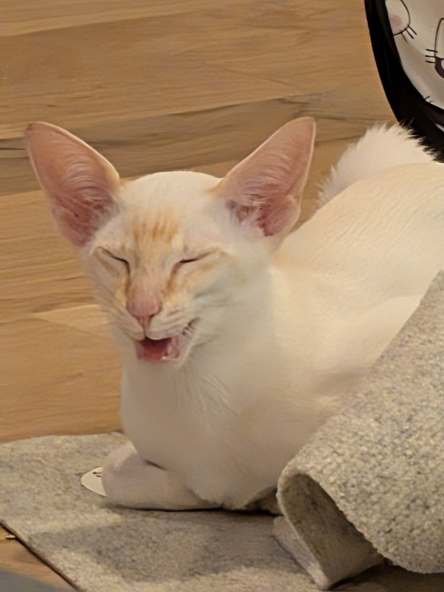 caught mid-yawn but the humans think i'm laughing at their jokes.
