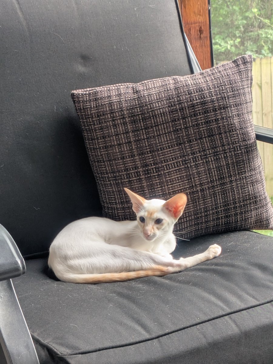 claimed the fancy chair before anyone could tell me it wasn't for cats
