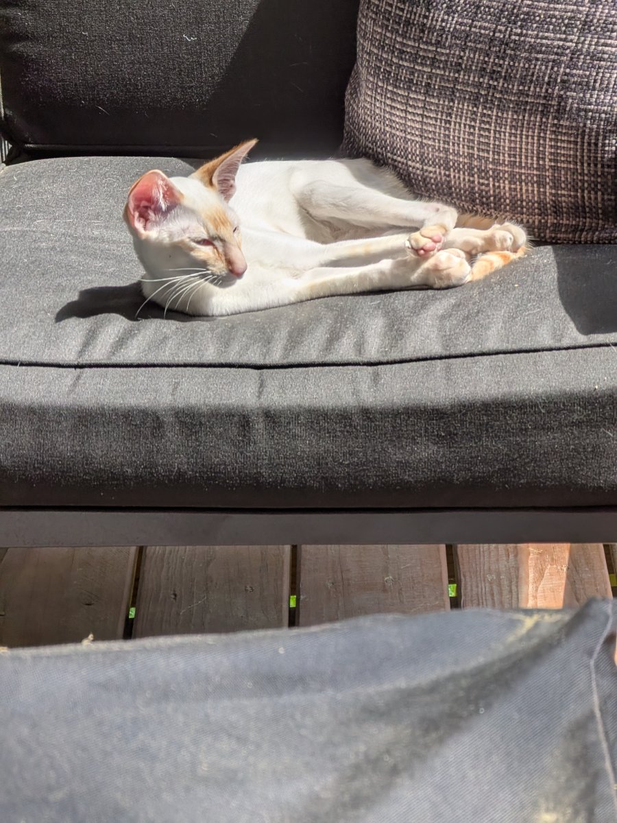 the sun committee has decided i should stay here indefinitely.